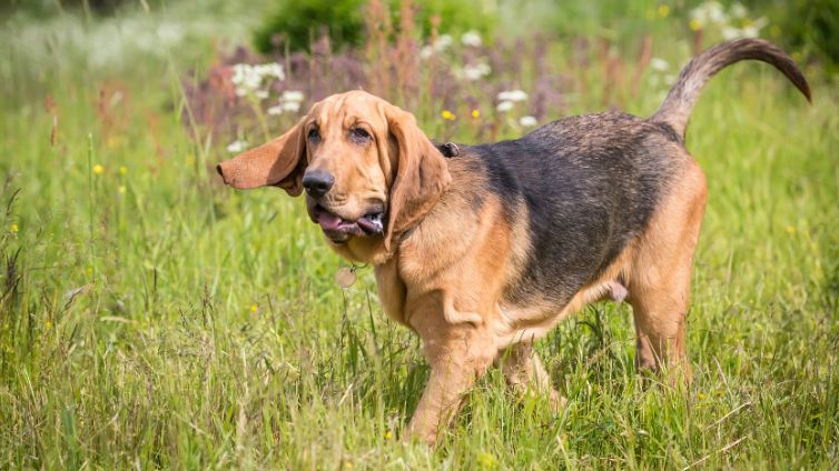 嗅覚の優れた犬種11種