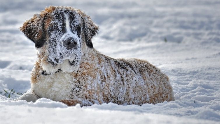 5 races de chiens connues pour leurs problèmes de hanche - En possédez-vous une ?