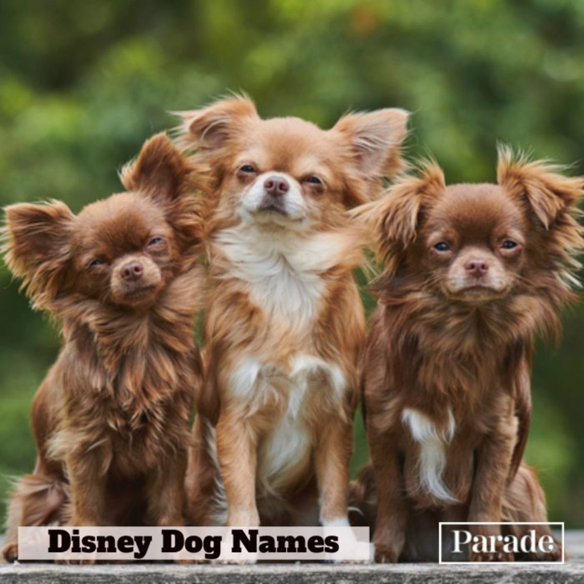 509 Disney koera nimed poistele, tüdrukutele ja Unisexidele