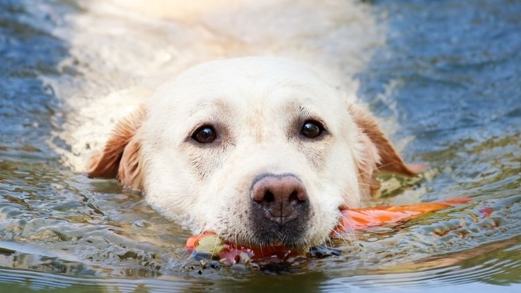 6 Hondenrassen met zwemvliezen