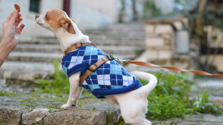 Är små hundar mer benägna att drabbas av ledbesvär?