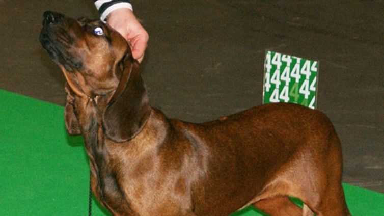 Câine de vânătoare de munte bavarez - Profil complet al rasei