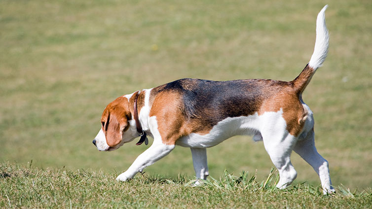 Beaglier mišrūnų veislės šunų faktai, savybės ir dresavimo patarimai
