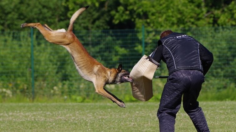 Belgia põlisrahvaste koeratõud - kas olete neid kõiki kohanud?