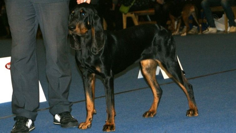 Črno-rdeči coonhound - Celoten profil pasme