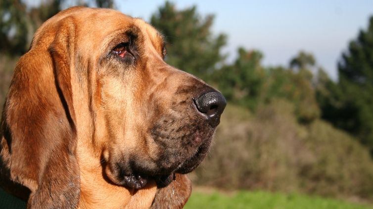 Bloodhound - Perfil completo de la raza