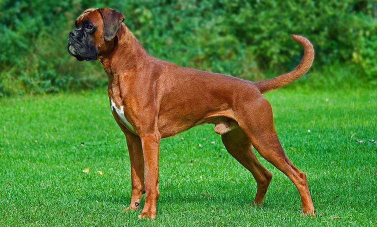 Boxer: la guía definitiva de la raza de perro