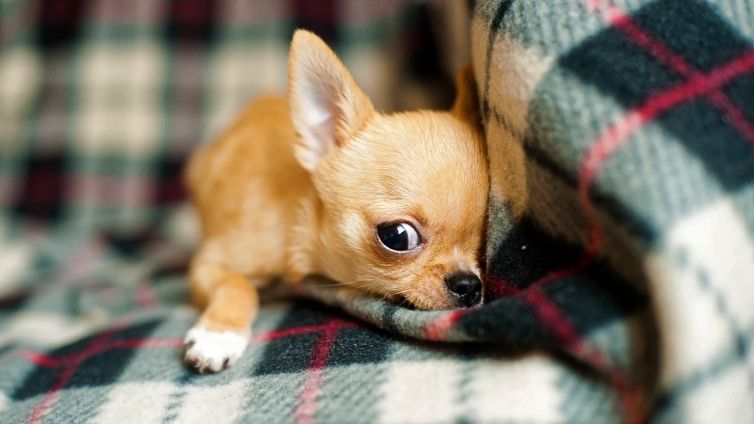 Chihuahuas fokken - Alles wat u moet weten