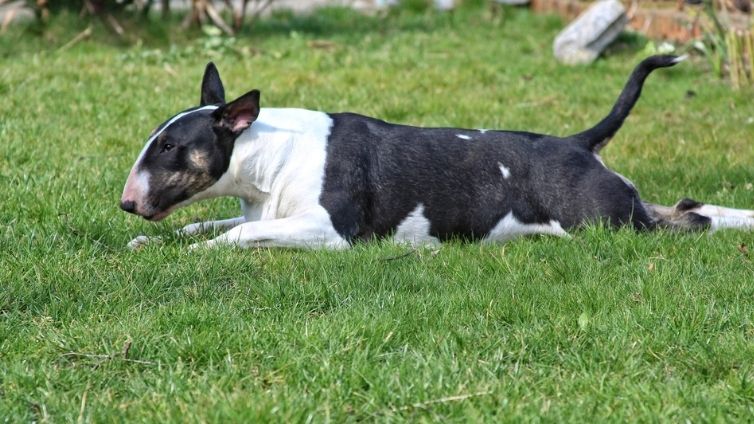 Bull Terrier - Fullständig rasprofil