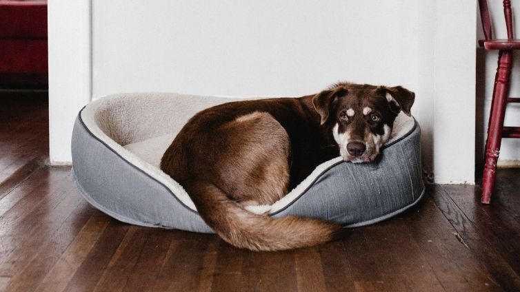 Tempat Tidur Anjing yang Menenangkan - Apakah Benar-benar Efektif?