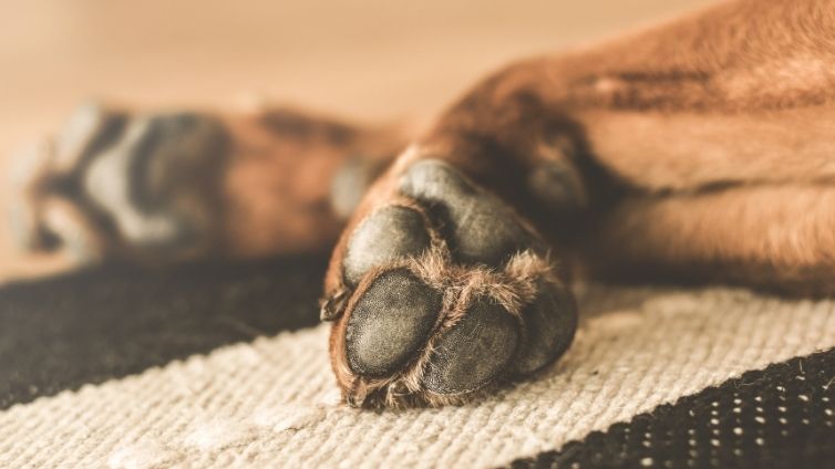 Un chien peut-il être piqué par des orties ? Est-ce douloureux ?