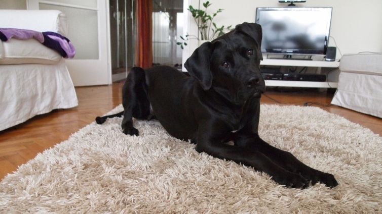 Dapatkah Karpet dan Anjing Bersanding? Dapatkah Anda Memiliki Keduanya?