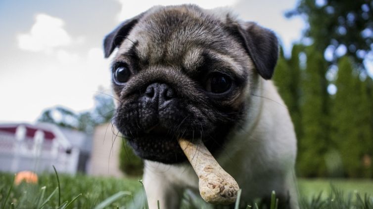 Vai suņiem var būt alerģija pret lipekli - simptomi, cēloņi, diagnoze, un ārstēšana