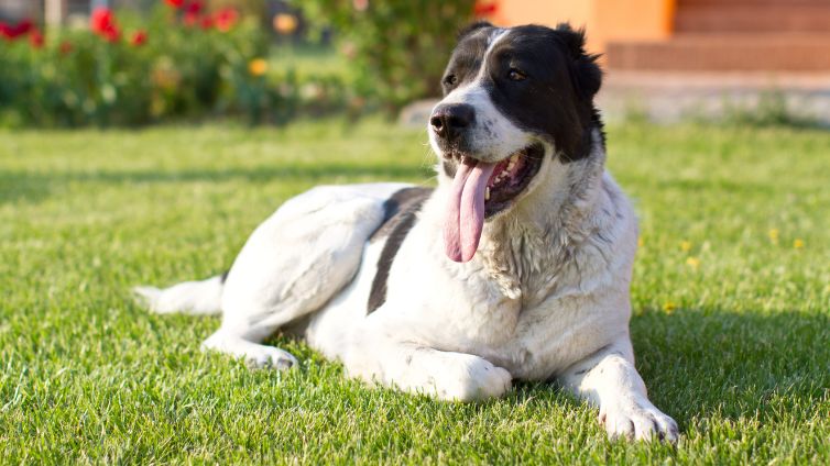 Anjing Gembala Asia Tengah - Profil Ras Lengkap