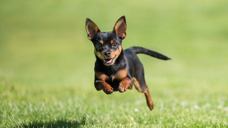 Chihuahuan puruvoima: Kuinka kovaa chihuahua voi purra?
