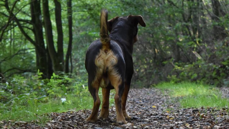 Gruczoły analne psa: Zapewnij właściwą opiekę