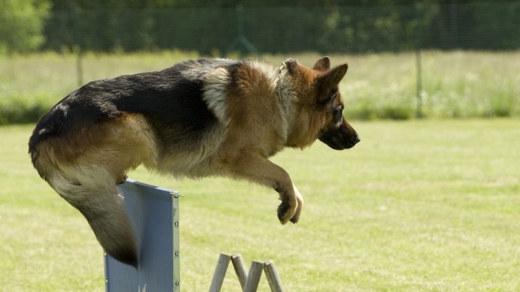 Races de chiens sujettes à des problèmes d'articulation - Liste