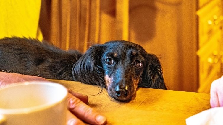 Šunys ir kava - ar kava saugi šunims?