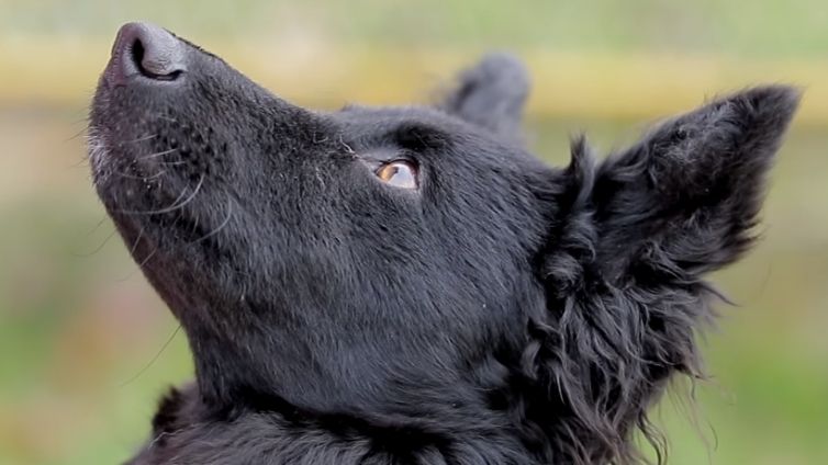 Hunde mit Pankreatitis - Symptome, Ursachen und Behandlung