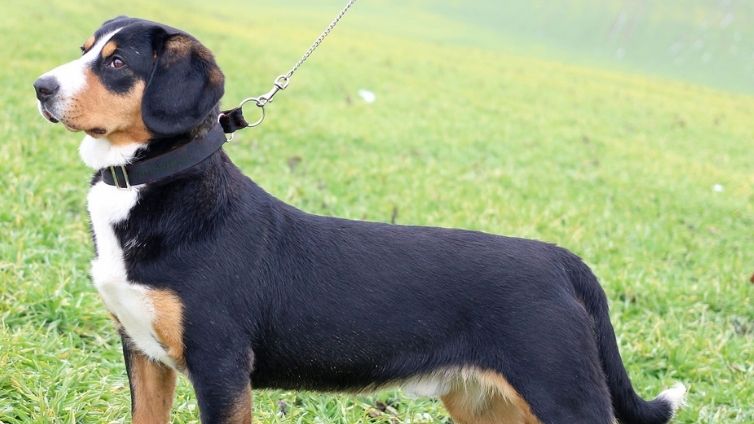 Entlebucherio kalnų šuo - Visas veislės profilis