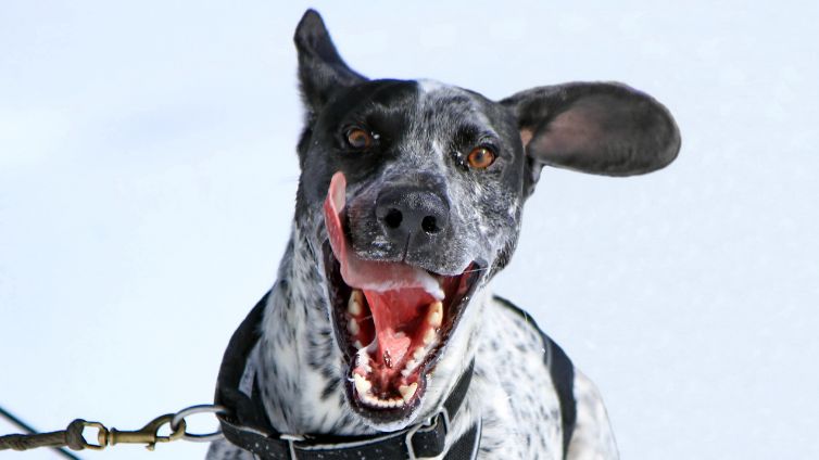 Eurohound - Câine de sanie scandinav