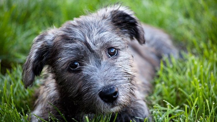 Glen of Imaal Terrier - Historia, personalidad y consejos de adiestramiento