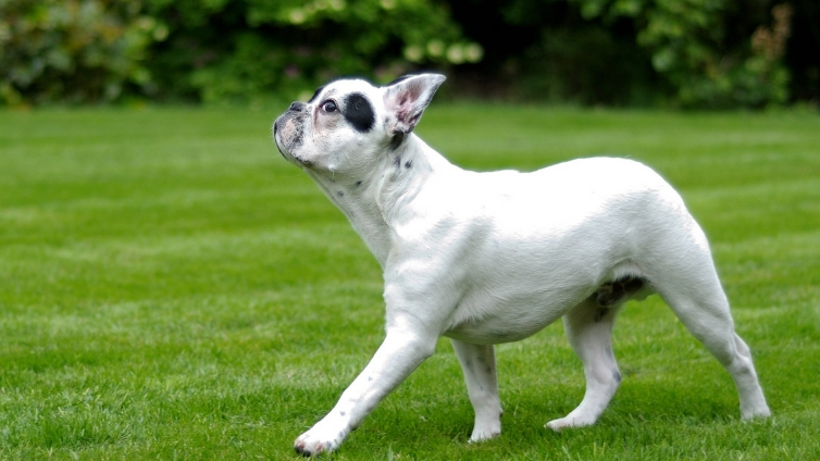 Zwichnięcie biodra u psa - przyczyny, objawy i diagnoza