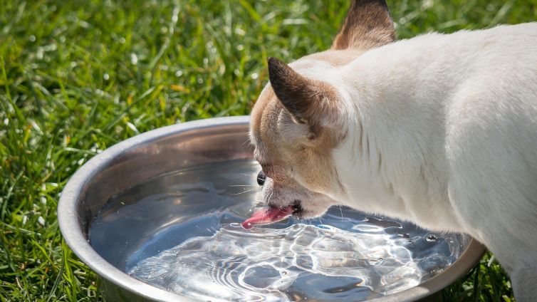 Jak dużo wody powinien pić pies?