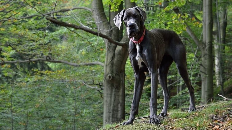 Cómo cuidar a los perros grandes - Consejos para el cuidado de perros grandes