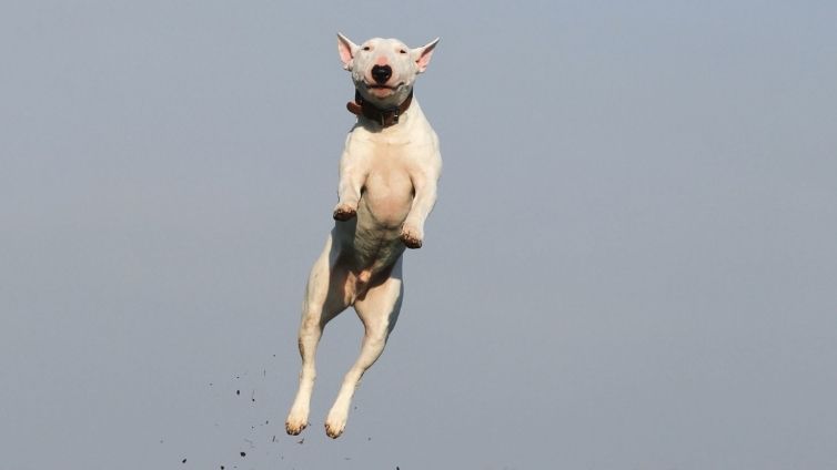 Ist Springen schlecht für die Gelenke von Hunden - Tatsache oder Fiktion?