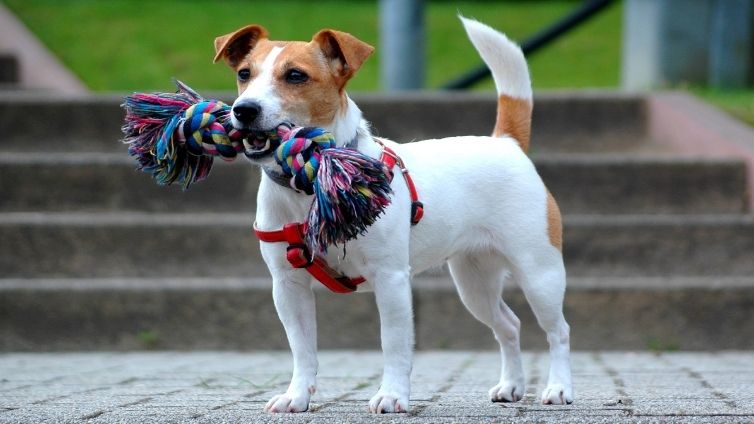 Jack Russell Terrier - Vollständiges Rasseprofil