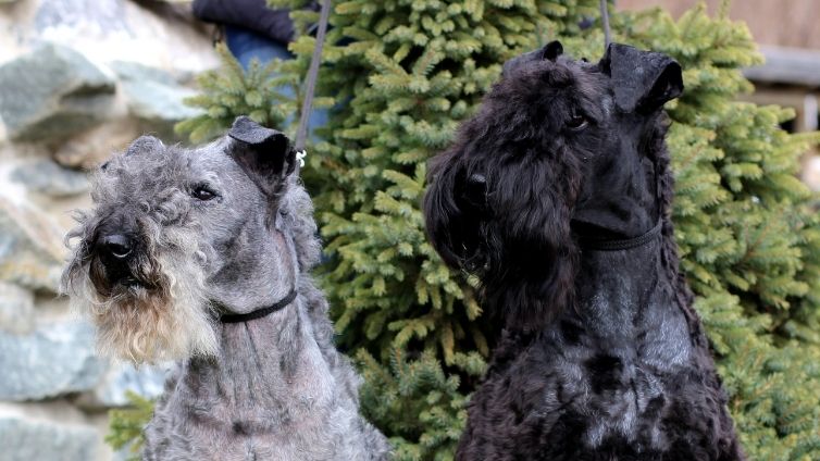 Kerry Blue Terrier - Úplný profil plemene