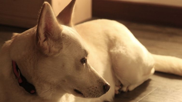 Anjing Jindo Korea - Profil Ras Lengkap