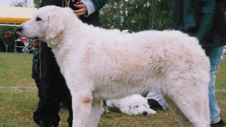 Kuvasz Dog Breed - Guardião dos Reis