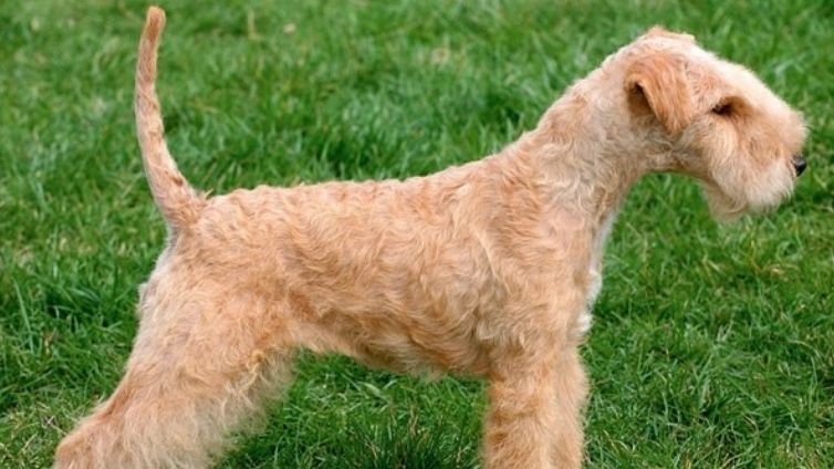 Lakeland Terrier - Volledig rassenprofiel