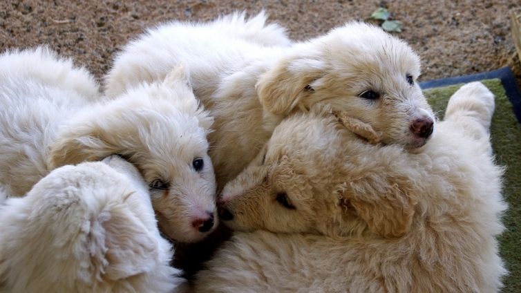 Вівчарка маремма - повний опис породи