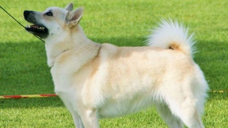 挪威布恩犬 - 完整的犬种资料