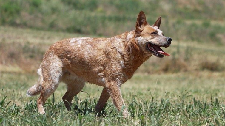 Red Heeler: Ein starker und unabhängiger Hund aus Australien