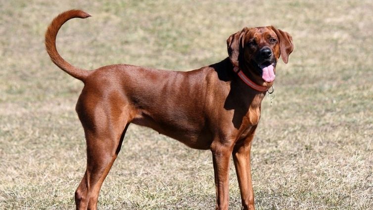 Redbone Coonhound - Celoten profil pasme