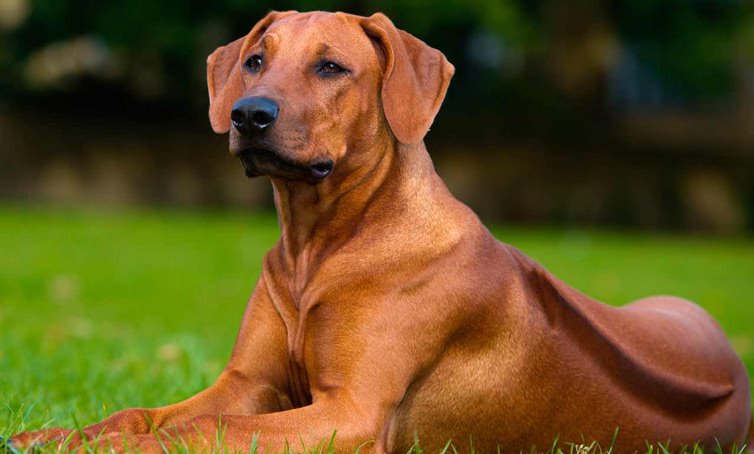 罗得西亚脊背犬 - 完整的犬种资料