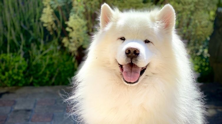 Samojedenhund - Alles über den Hund aus Sibirien