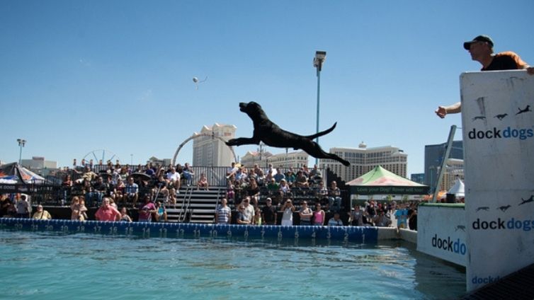 Top Water Sports For Dogs - Os melhores desportos aquáticos para si e para o seu cão