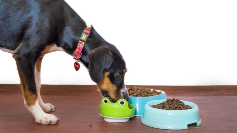 Entender las etiquetas de los alimentos para mascotas: cómo leerlas y qué es lo que importa