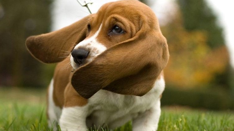 Apă în urechile câinelui: Prevenire și tratament