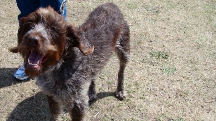 Wirehaired Pointing Griffon - Profil complet de rasă