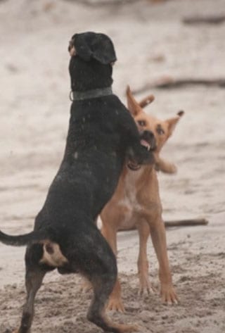 Anak anjing berkelahi satu sama lain - Apa yang harus dilakukan ketika mereka menjadi aneh?