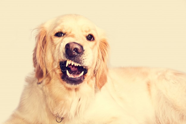 Δαγκώματα σκύλων: τι να κάνετε γι' αυτά