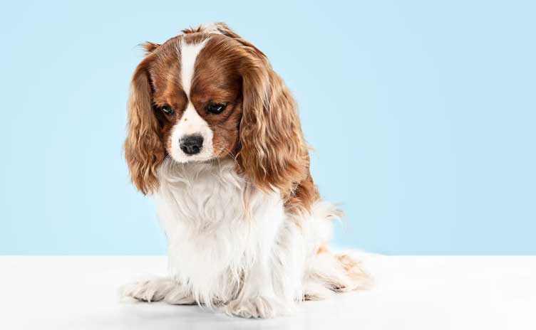 Τι είναι η λοιμώδης πυρετός στους σκύλους; Συμπτώματα, αιτίες και θεραπείες