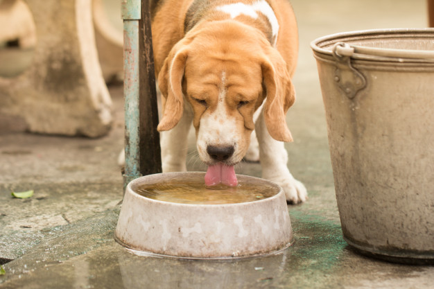 Kutyák hidratálása - Minden, amit tudni kell