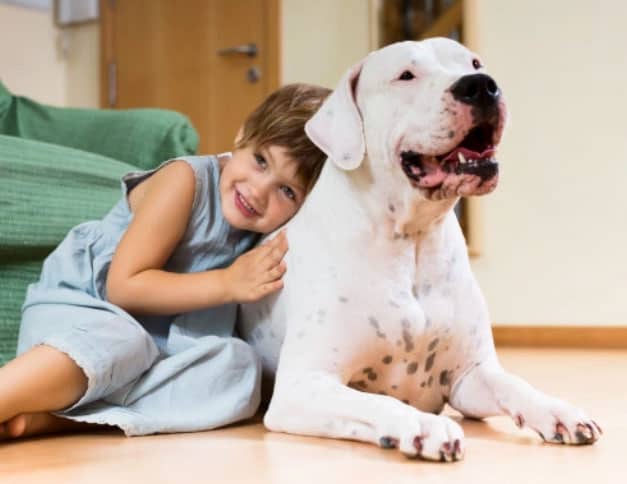 Anjing besar di dalam apartemen - Mungkinkah?
